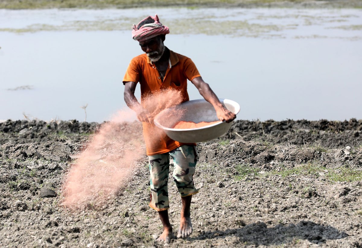 A farmer spreads fertiliser on newly emerged land along the Jamuna River in preparation for Rabi crops. Titparol Char area, Sariakandi, Bogura, 28 October.