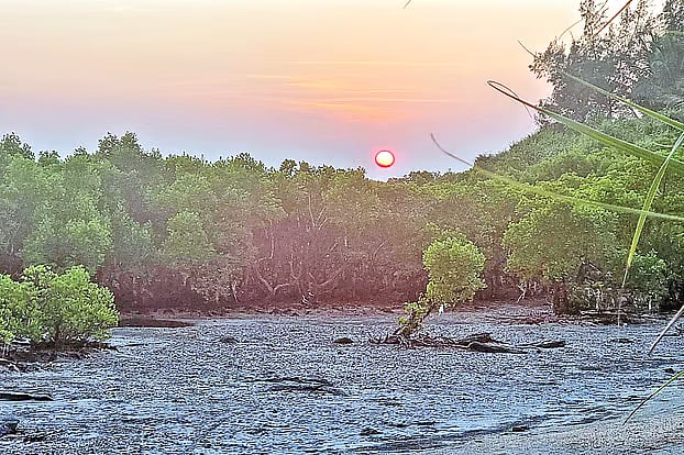 This recently photo shows green mangroves rising at Dairmatha beach on the southern tip of the country’s lone coral island, Saint Martin’s Island.