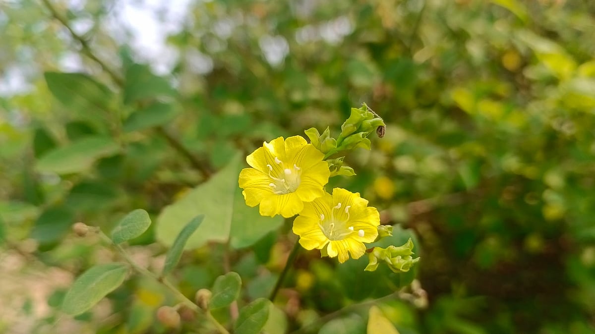 Yellow flowers blooming. Tarakanda, Mymensingh, 1 November.