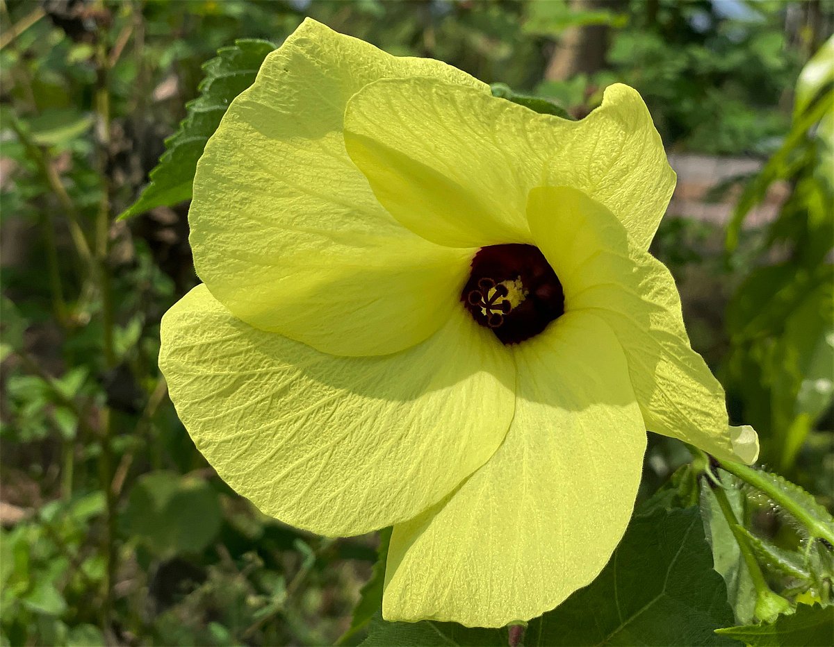 The Wild Okra is a perennial plant. Its yellow flower bear fruits resembling okra, each filled with numerous seeds. Burichang, Cumilla, 3 November.
