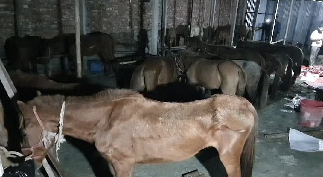 The horses were recovered during raids in different areas of Gazipur City Corporation in the night of 4 November 2025