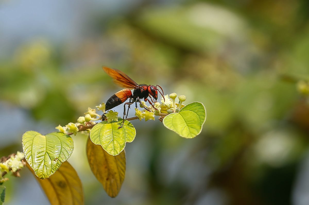 A wasp sitting on a Boroi flower. The wasp aids in pollination while collecting nectar. Kaiya, Dumuria, Khulna 6 November.