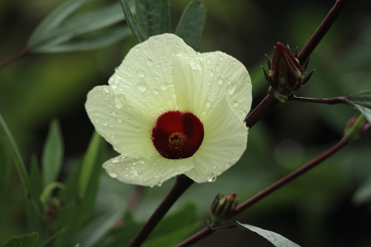 Dew-kissed flowers blooming. Lichubagan Rangamati, 9 November.