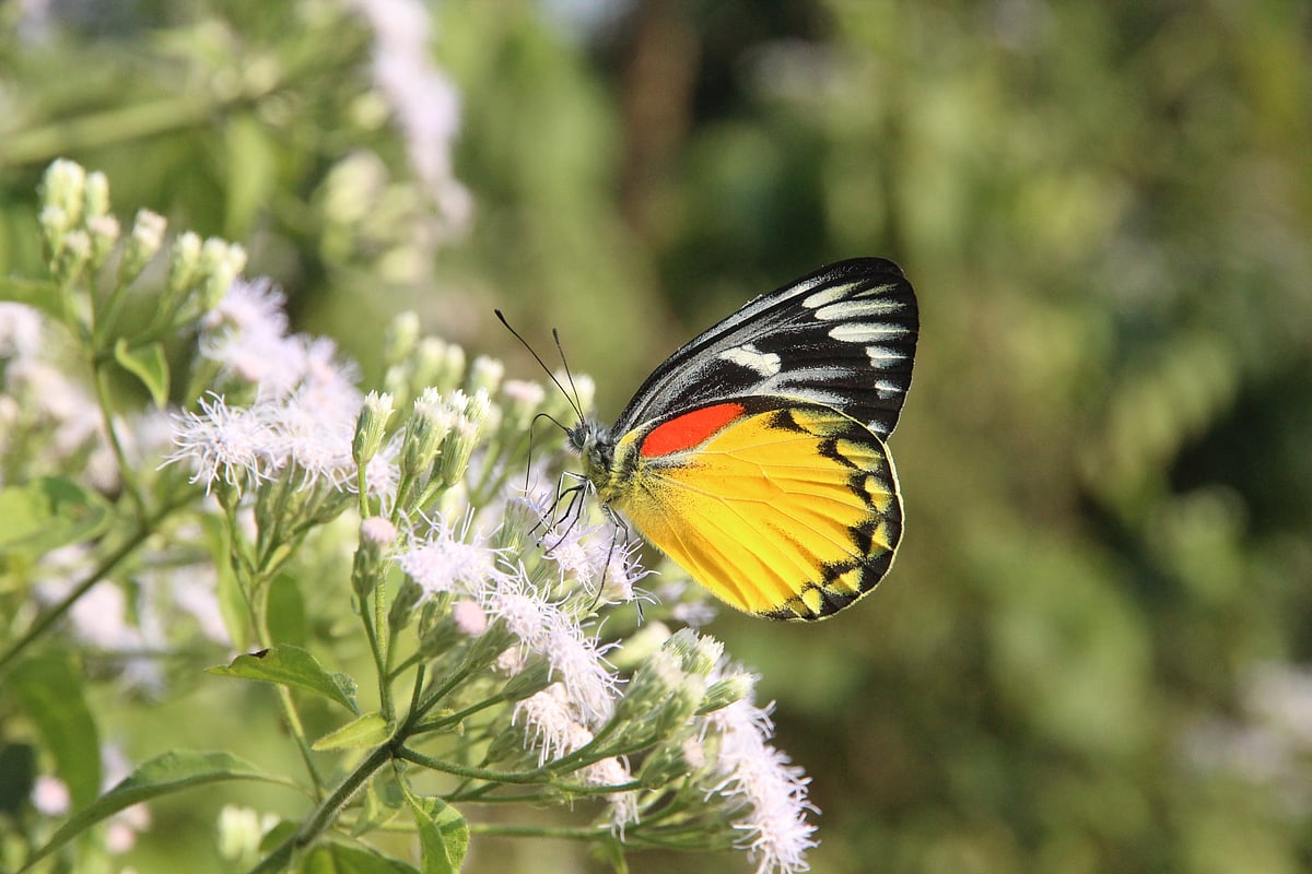 A colourful butterfly sitting delicately on a wildflower, sipping nectar. Phurmon Para, Rangamati, 10 November.
