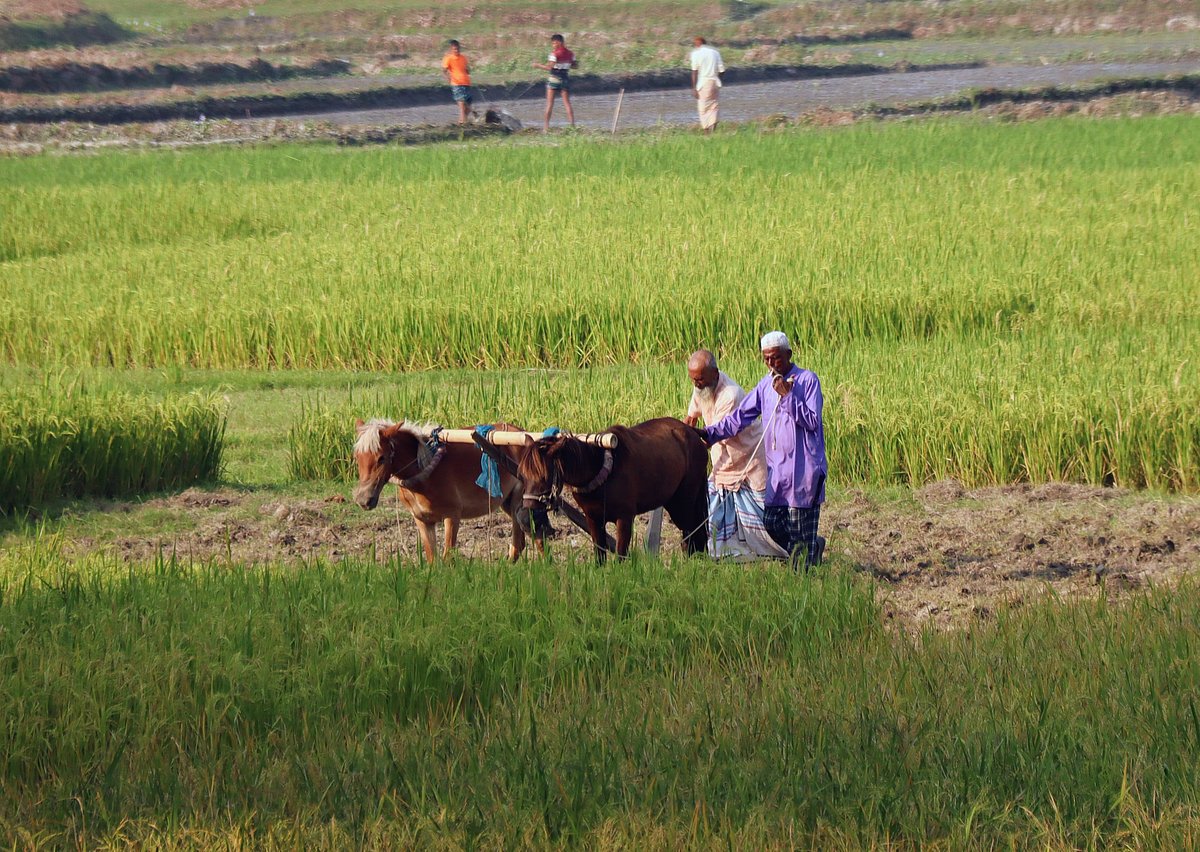Two farmers ploughing a field with horses. Kargaon, Katiadi, Kishoreganj, 13 November.