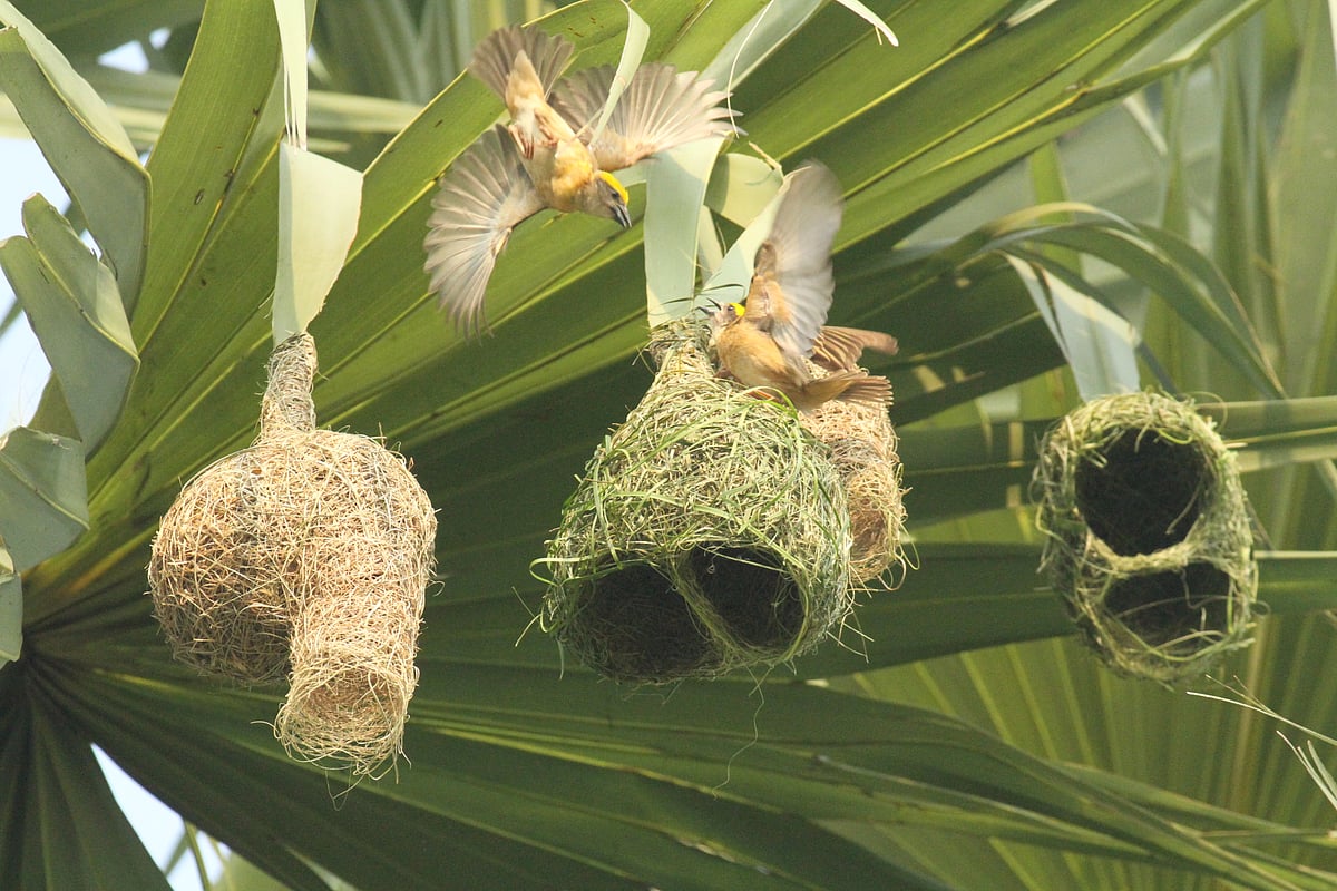 With the arrival of winter, a weaver bird (babui pakhi) is busy building a nest on a palm tree. Notun Para, Rangamati, 15 November.