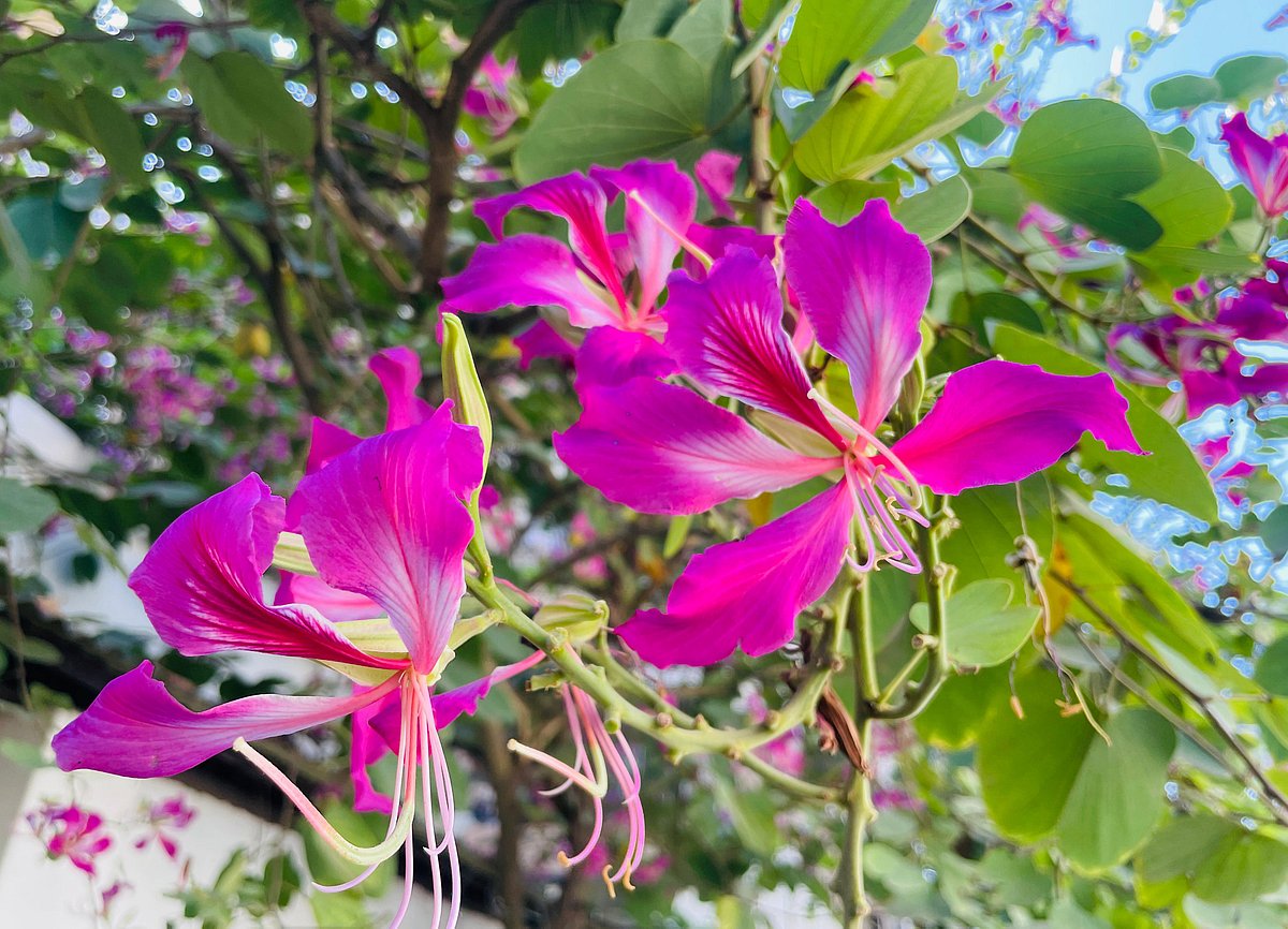 The striking beauty of the kanchan flower, also known as the blood kanchan, adorns the garden. Talpukur, Cumilla, 16 November.