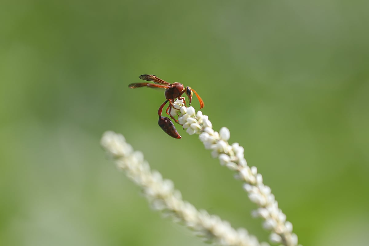 A red wasp sits upon the white blossom of wild medicinal plant. Beel Pabla, Dumuria, Khulna, 17 November.