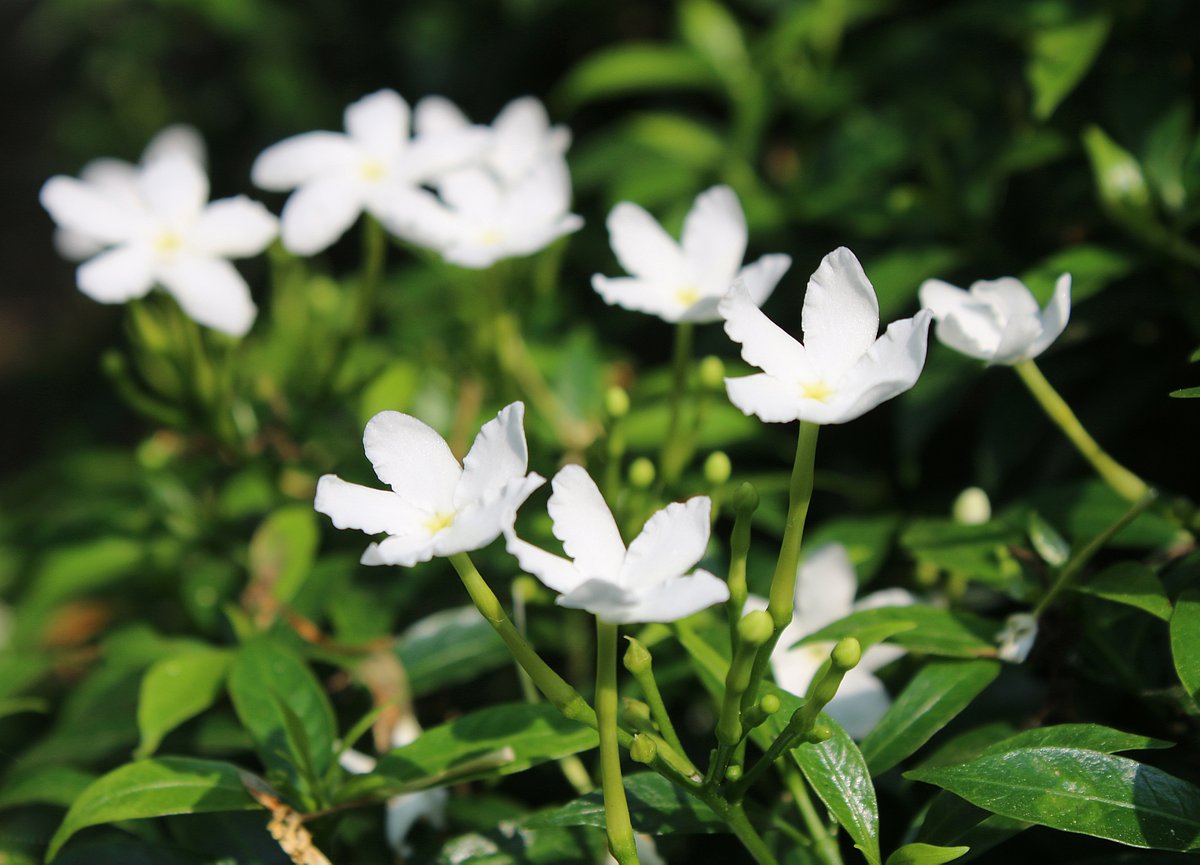 White jasmine flowers, also known in many areas as Kath Maloti, are adding beauty across the garden. Bartopa, Sreepur, Gazipur, 20 November.