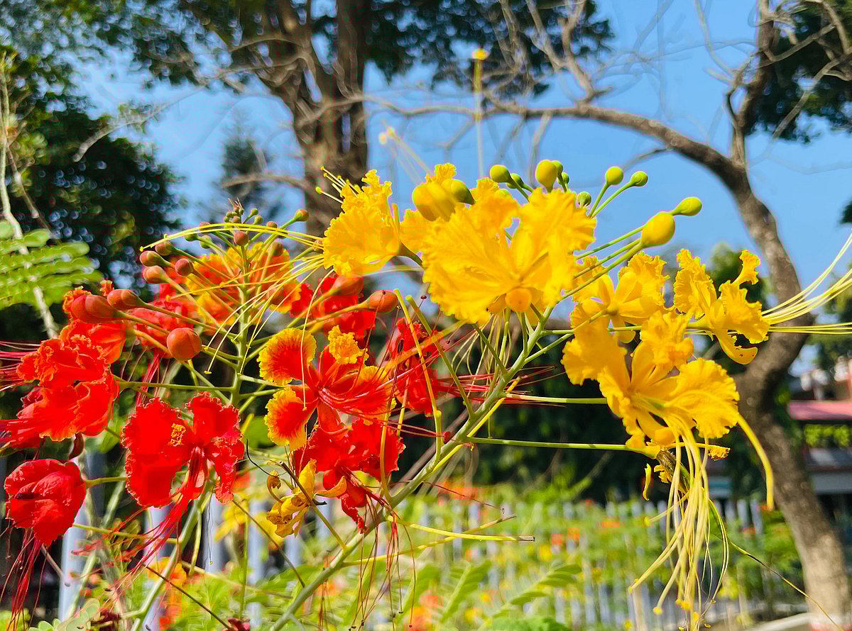 Colourful peacock flowers are in bloom on the school grounds. Zilla School premises, Cumilla, 1 December.