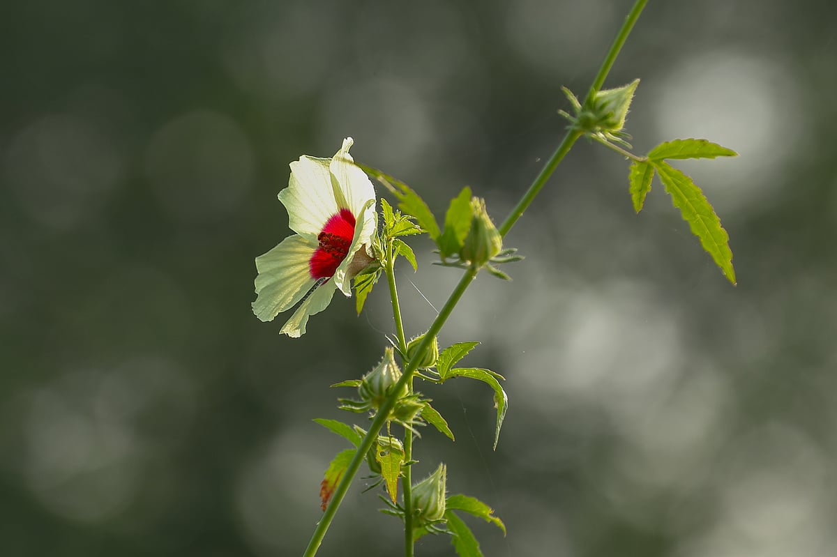 Roselle flowers have blossomed. Not only the flower, but its leaves and fruit also have a slightly sour taste and are rich in vitamin C. 
Jamira, Phultala, Khulna, 6 December.