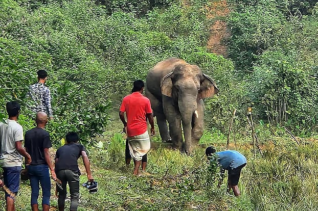 In Section 36 of Chapter 9 of the 2012 Act, the killing of tigers and elephants was considered a cognisable offence and was made non-bailable. It remains the same now