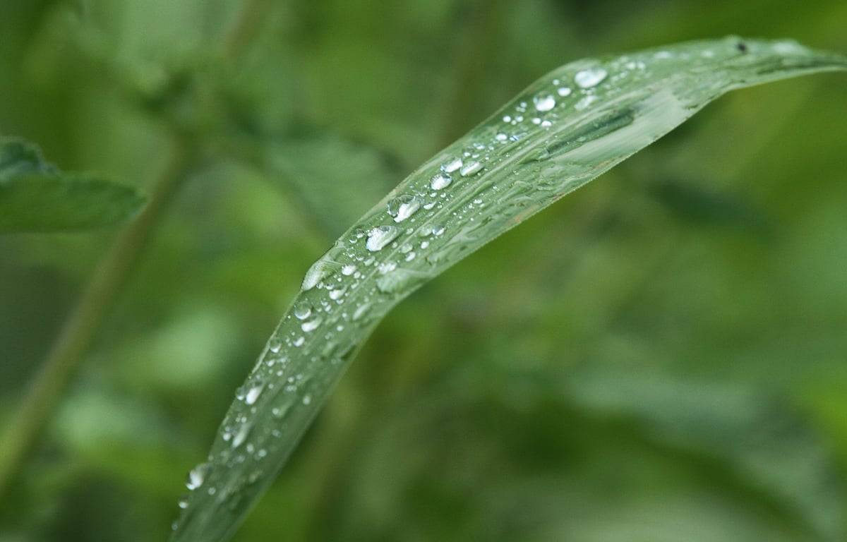 Dewdrops glistening on leaves in a forest. Dhebhachhari, Rangamati, 7 December.