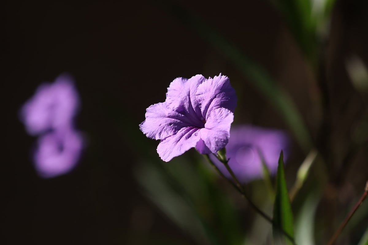 Ruellia flowers bloom with a violet glow in the soft morning sunlight. Baraoitoli Para, Bandarban, 9 December.