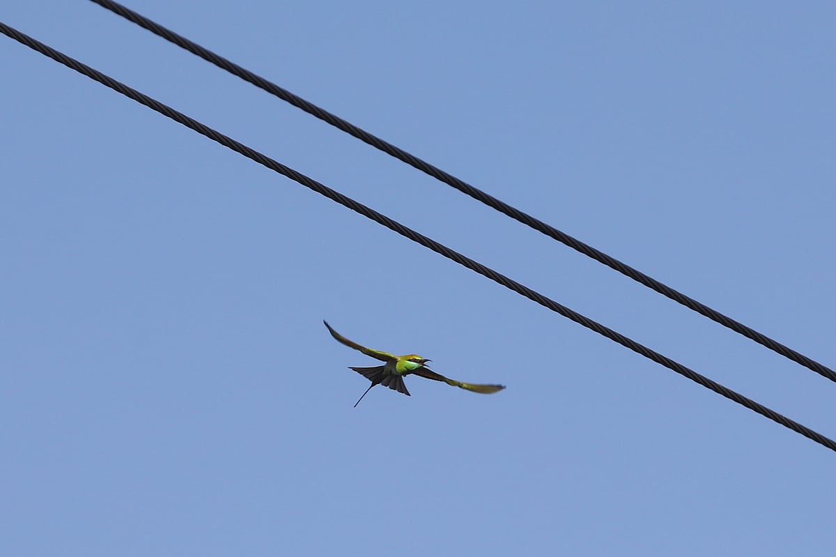 A green bee-eater flying with wings outstretched.