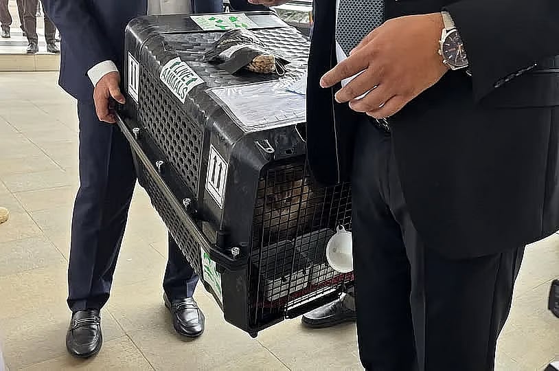 Tarique Rahman’s pet cat, Jebu, has returned to the country with him.