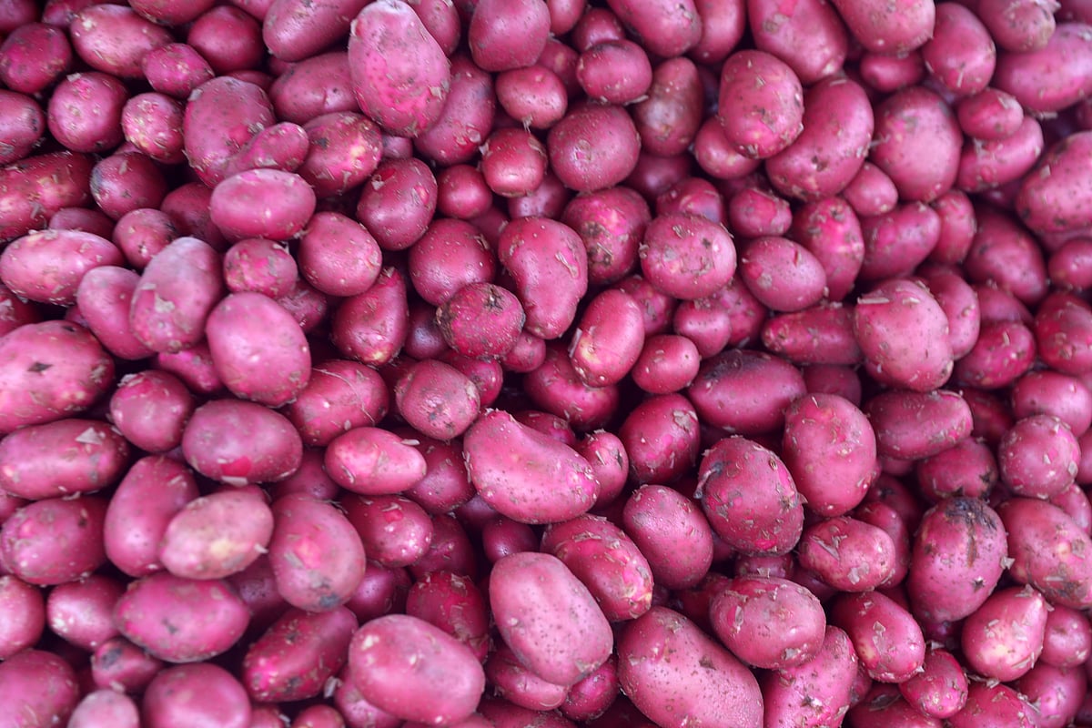 Freshly harvested red potatoes