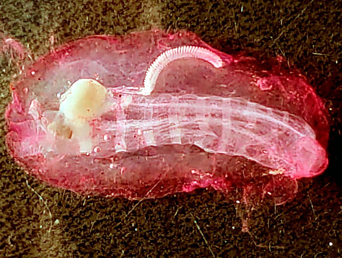 Gelatinous zooplankton, a white and transparent jelly-fish like organism found on the seabed of St Martin Island.
