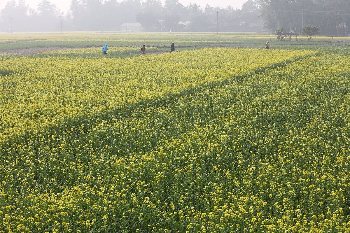 On a foggy winter morning, people are walking along rural paths to reach their destinations. Sariakandi, Bogura, 8 January.