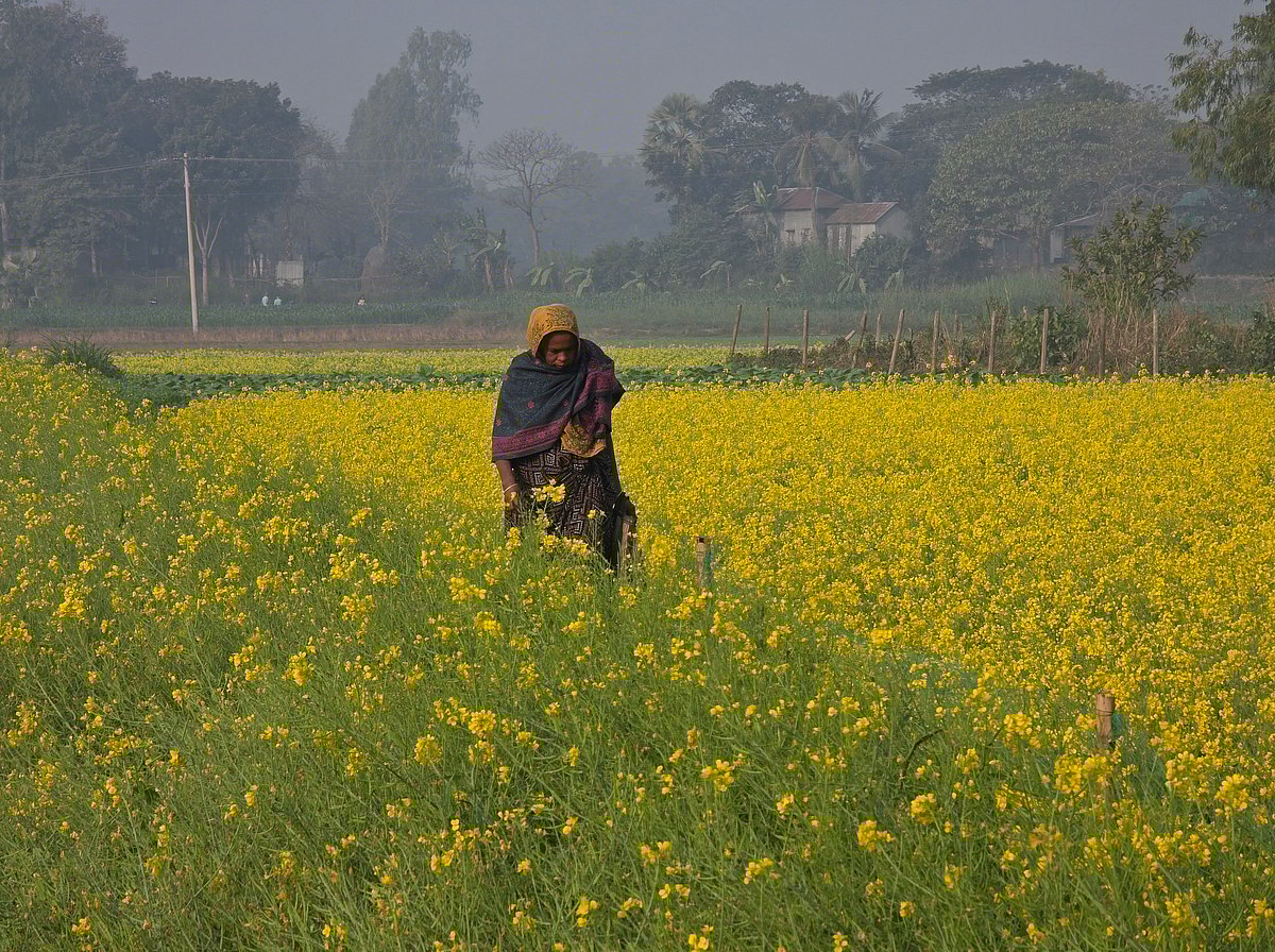 On a winter morning, a working woman walks to her workplace along the ridge of a mustard field. Natun Bosti, Manikganj, 12 January.