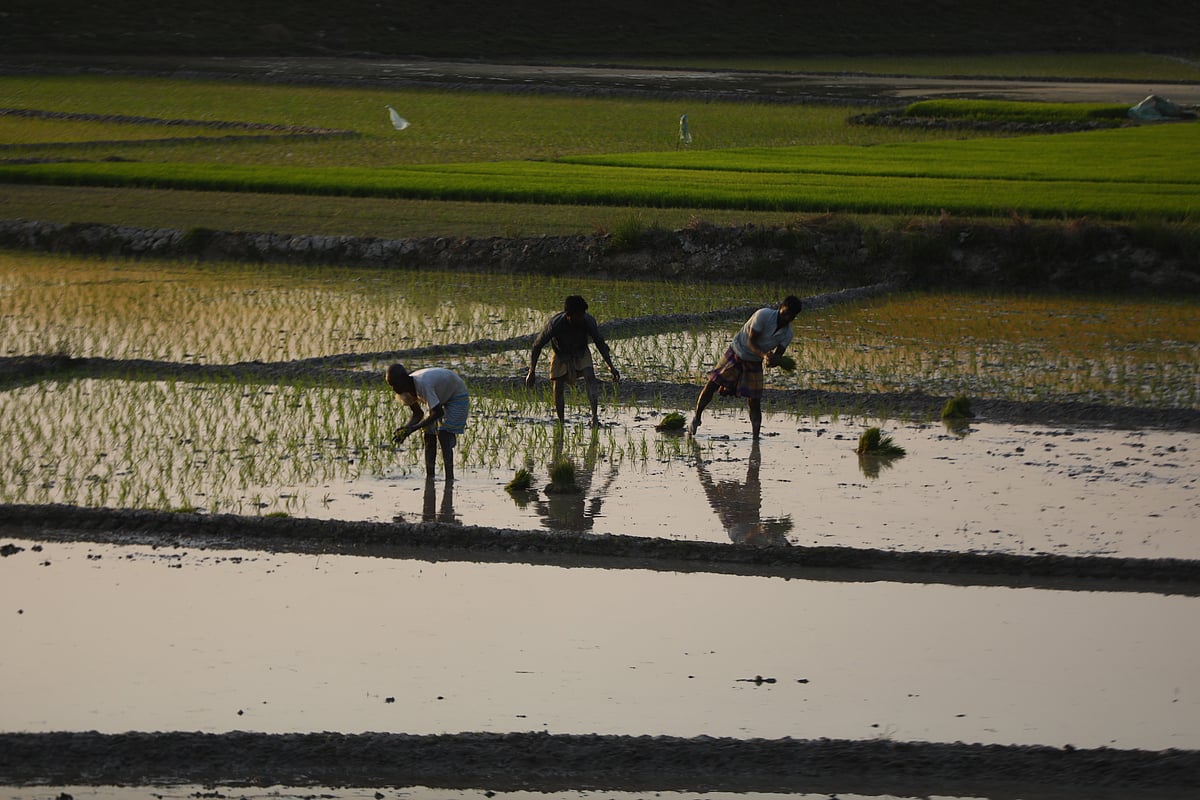 Farmers busy transplanting Boro rice seedlings in the haor fields. Across the haor region, farmers are currently engaged in Boro cultivation. Nalia, Sylhet, 13 January 2026.