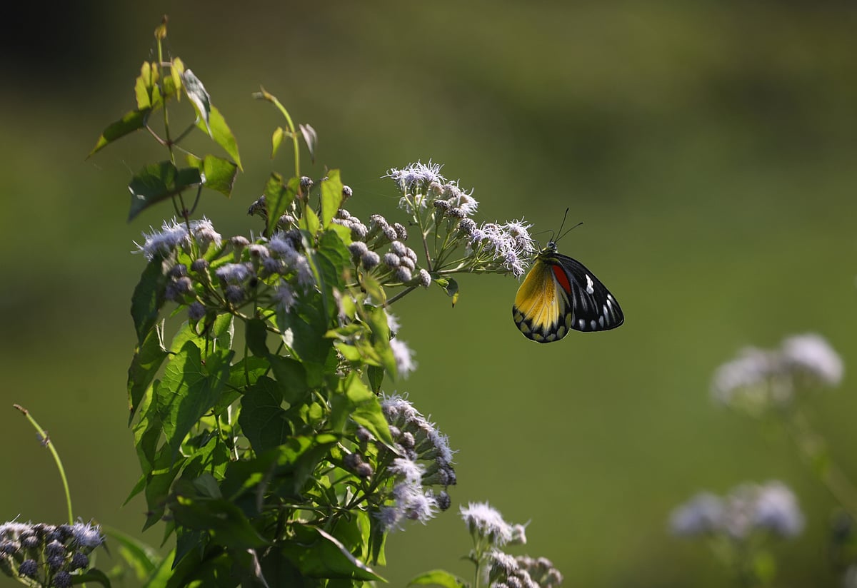 A colourful butterfly spreads its wings while sitting on a flower blooming by the roadside. Lalmatia, Dakshin Surma, Sylhet, 14 January.