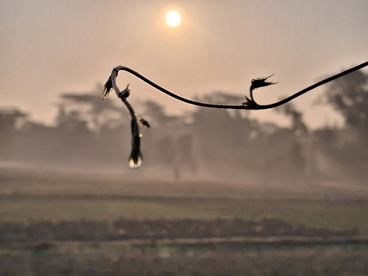 A single drop of dew rests on the tip of a bean vine on a winter morning. Mogadia, Mirsharai, Chattogram, 26 January.