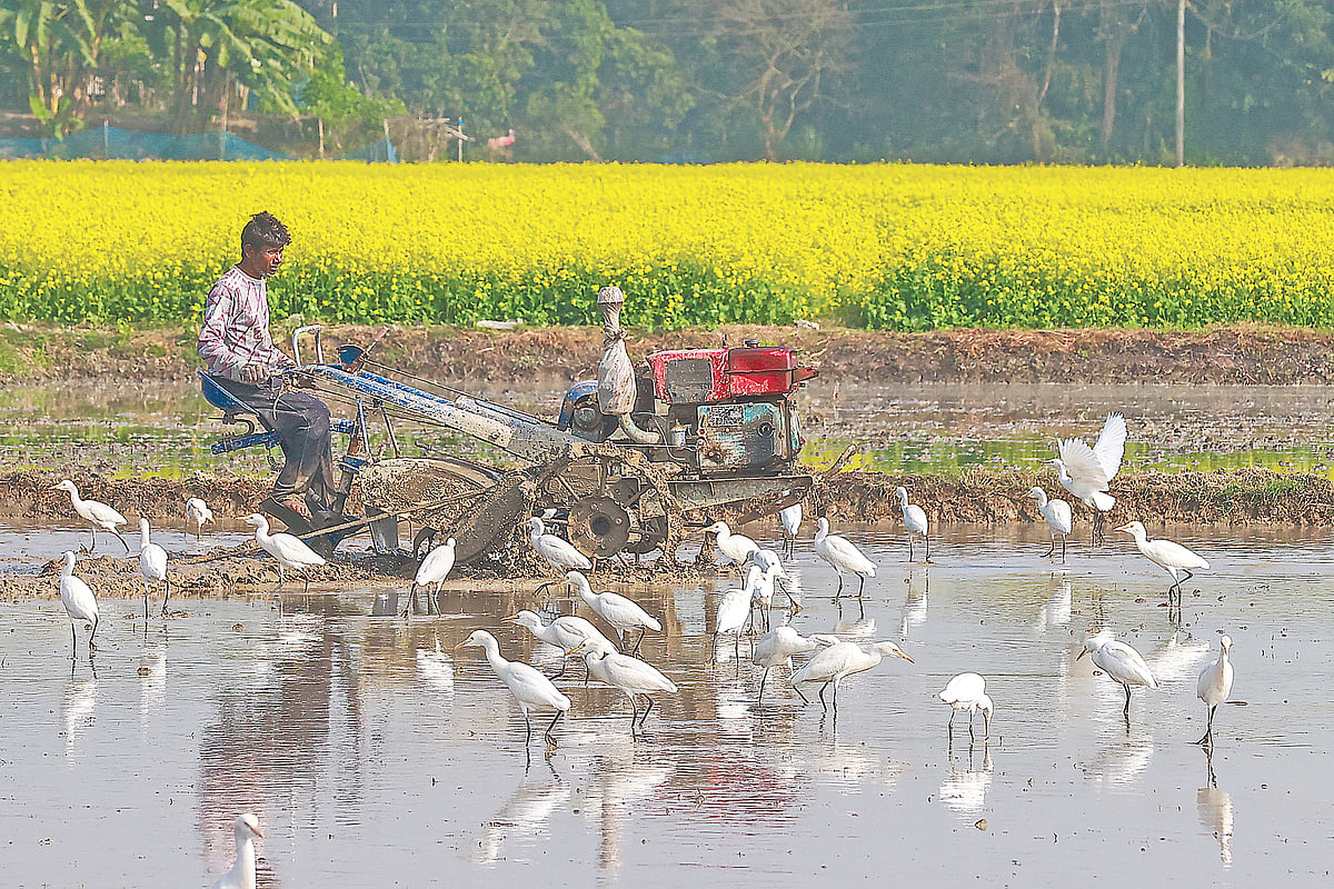 A farmer tills land with powertiller in Singair, Manikganj