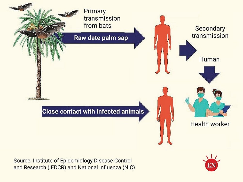 How Nipah virus spreads to human from animals