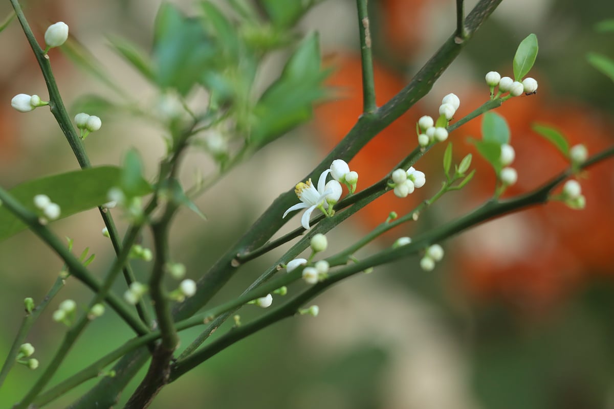 Buds and fresh leaves have sprouted across the branches of a tree with the touch of spring. Litchu Bagan, Rangamati, 19 February.