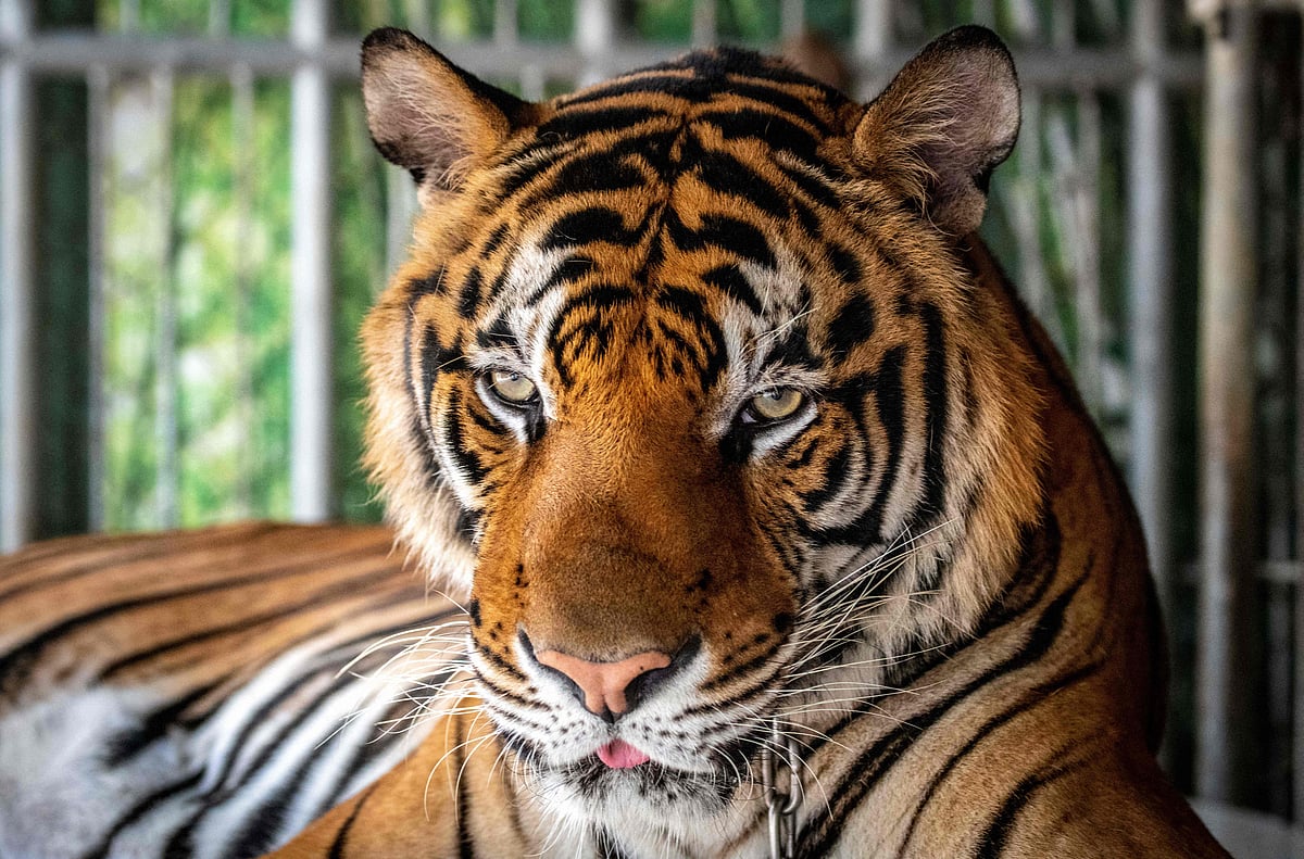 A tiger looks on while it is chained to be photographed by tourists at Chang Siam Park in Pattaya on February 12, 2020. A deadly virus and bacterial infection have killed at least 72 tigers at a private animal park in Thailand's north in recent weeks, authorities said February 20, 2026.