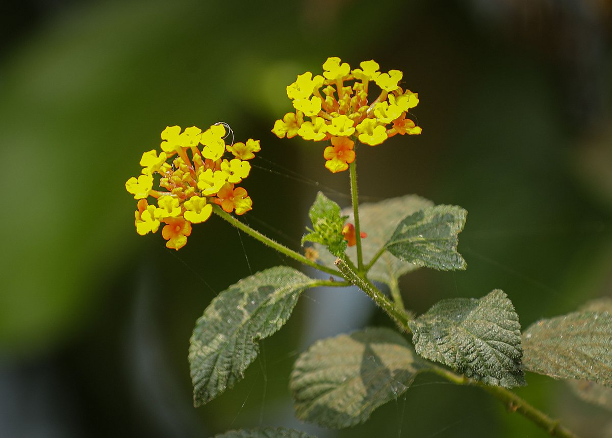 Amid the dust settled on the green leaves Lantana flowers bloom in bright yellow and orange hues. Shipyard, Khulna, 26 February.