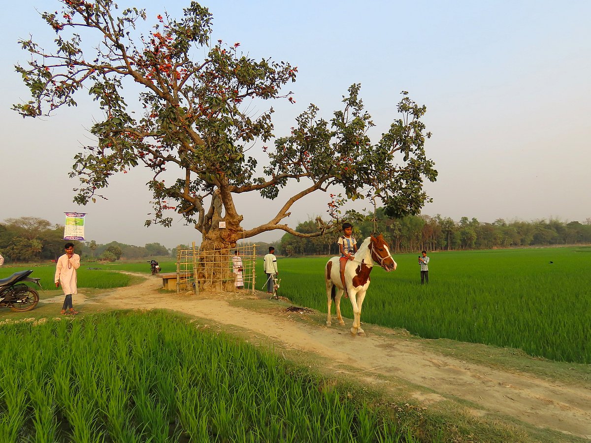 A palash tree standing in the middle of a vast crop field. The tree recently went viral on social media. A child arrives on horseback to see the palash tree near his home. Seldia, Kapasia, Gazipur, 1 March.