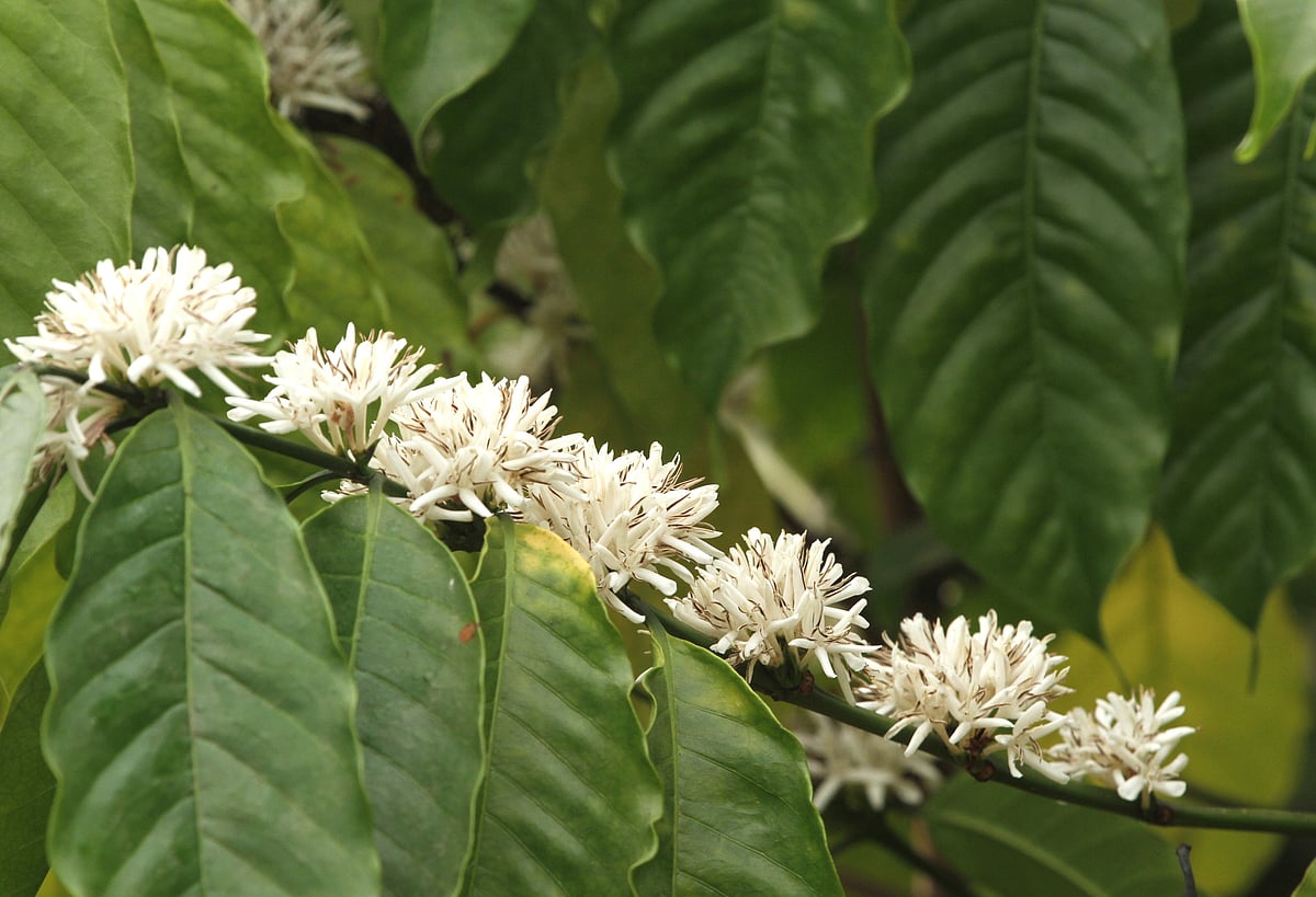 A coffee tree full of blossoms. Tonchongyapara, Nichu Bagan, Rangamati, 15 March.