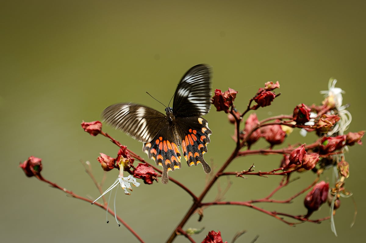 A colourful butterfly spreads its wings as it flies over flowering bushes. Jalma, Batiaghata, Khulna, 30 March.