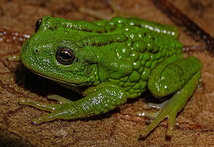 This handout photograph taken and released by the the Ceja de Selva Institute for Sustainable Development Research shows a Gastrotheca mittaliiti, a new species of frog discovered in the Peruvian Amazon