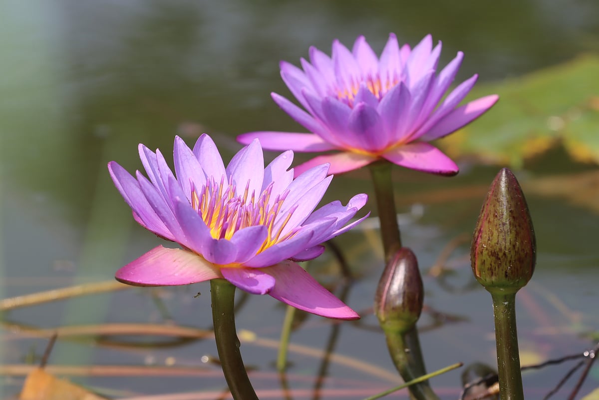 Beautiful 'nil komol' (blue water lilies) bloom in a pond. Begum Rokeya Memorial Centre, Rangpur, 7 April.