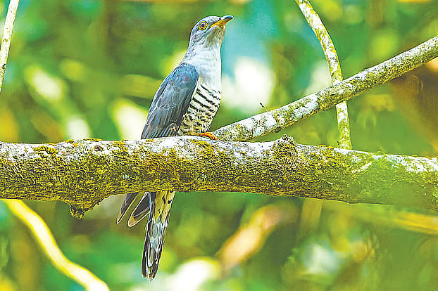 A male singing cuckoo at the Hazarikhil Wildlife Sanctuary in Fatikchhari