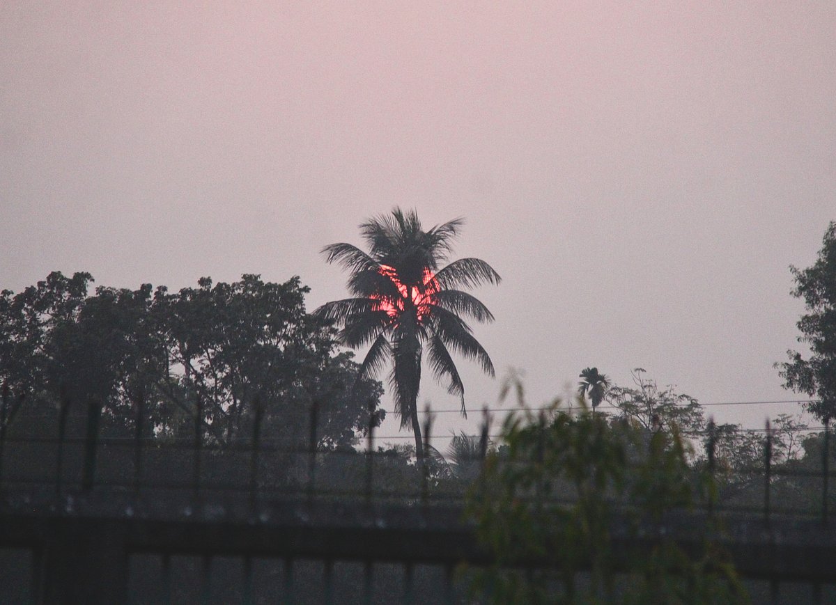 The sun peeks through the fronds of the coconut tree. Maizhkhapan, Kishoreganj, 12 April.