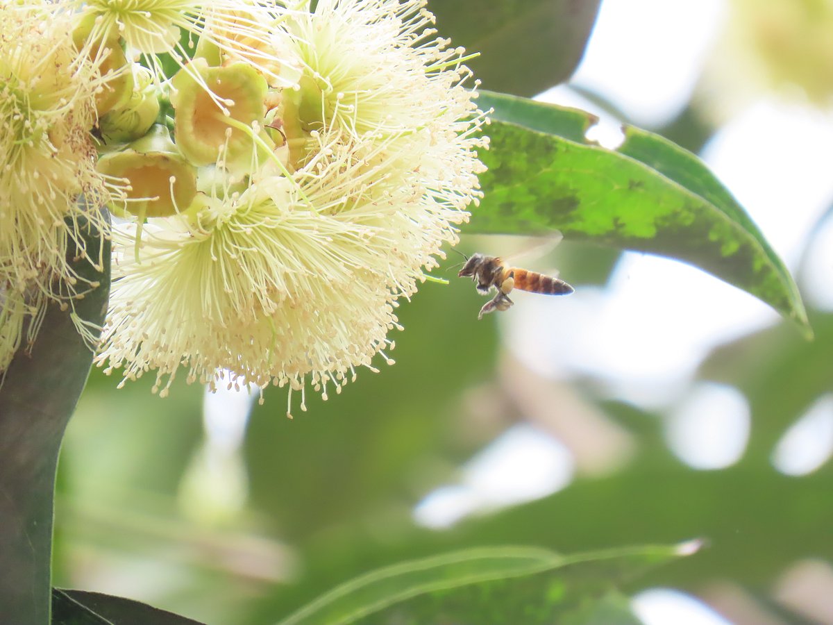 A honeybee collects nectar while hovering around wax apple blossoms (jamrul). Mawna, Sreepur, Gazipur, 13 April.