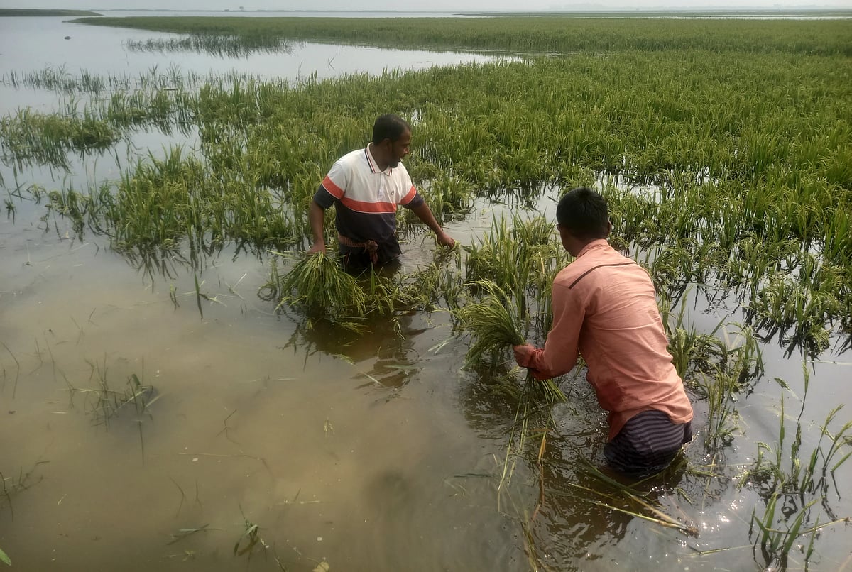 Temporary embankments are built every year to protect the crops in the haors. But this time, due to heavy rains, many haors have become waterlogged. Farmers' paddy fields have been submerged.