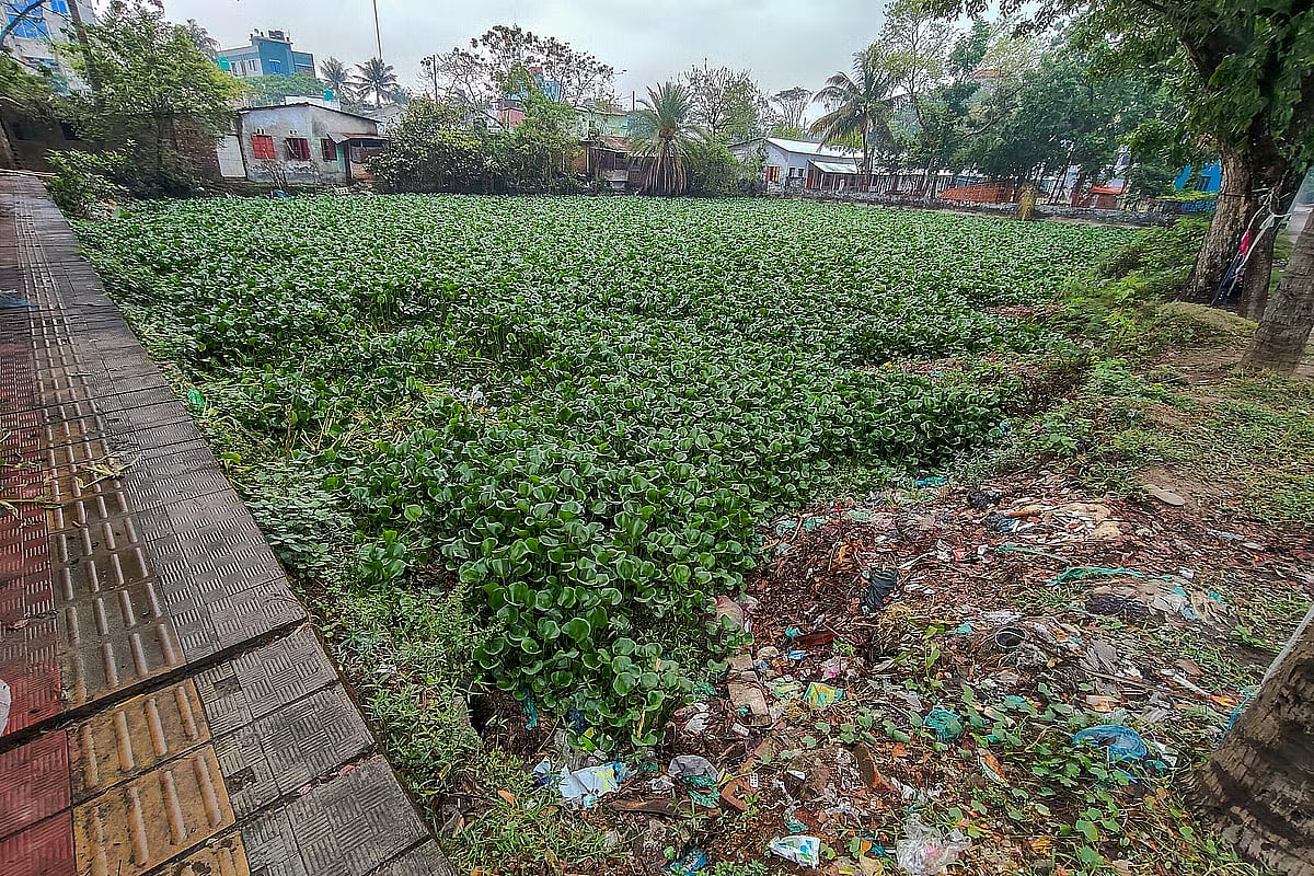 One by one, the ponds of Khulna city have been filled. Those that remain are also in a precarious condition. Due to waste and water hyacinth, many ponds have turned into mosquito breeding grounds. Recently, in a pond at Pakistani Camp no. 3 in Khalishpur of the city,