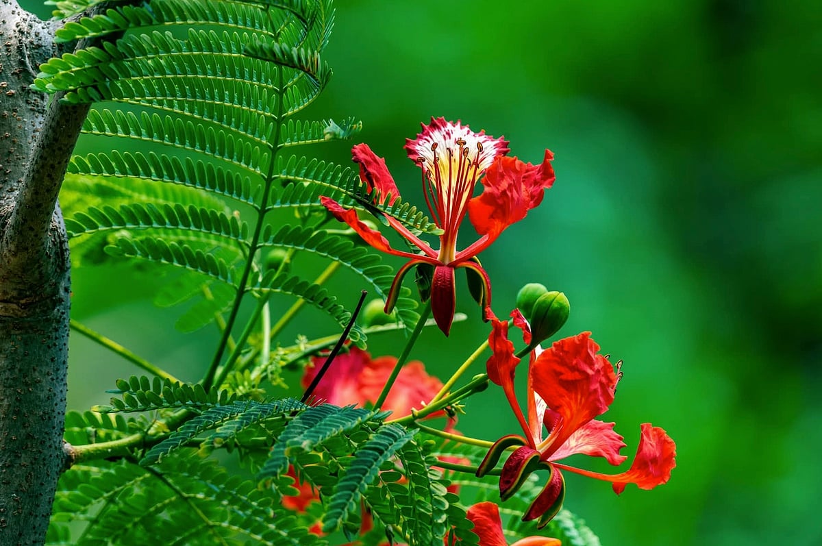 Krishnachura stands out vividly amidst the greenery. College Gate, Khagrachhari, 19 April.