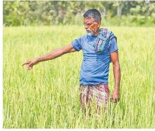Due to frequent load shedding, the farmer could not properly irrigate his Boro field. The farmer is at a loss, fearing that the yield will be affected.  Photo was taken from Baraijjar Hat area of Kashipur union in Barishal Sadar on 19 April 2026.