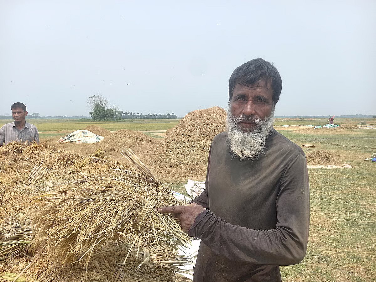 Farmer Ali Akbar is busy threshing paddy under the scorching summer sun at Baon Haor in Sunamganj Sadar upazila on 25 April 2026.