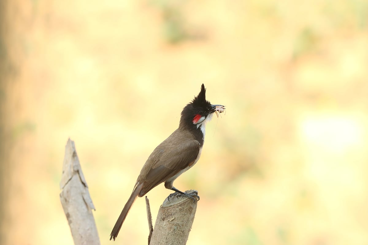 A red-vented bulbul perches atop a tree branch, holding food in its beak. Dheppochhari Mukh, Rangamati, 25 April.