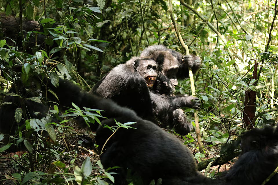 Two adult male members of the Ngogo chimpanzee group at Kibale National Park in Uganda form a coalition, seen in this 2014 photograph released on 9 April 2026