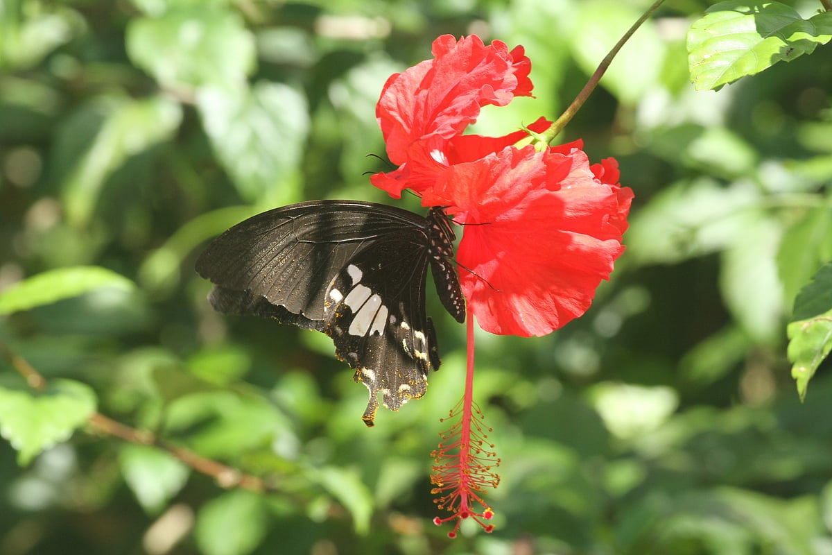 A colourful butterfly has come to sip the nectar of a hibiscus. Notun Para Katachhari, Rangamati, 26 April.