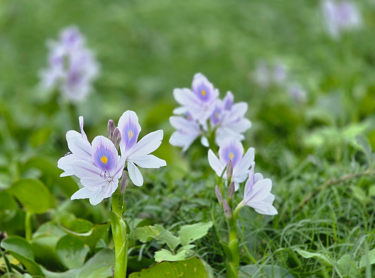 Water hyacinth blooms in a pond. Baniajuri, Ghior, Manikganj, 27 April.