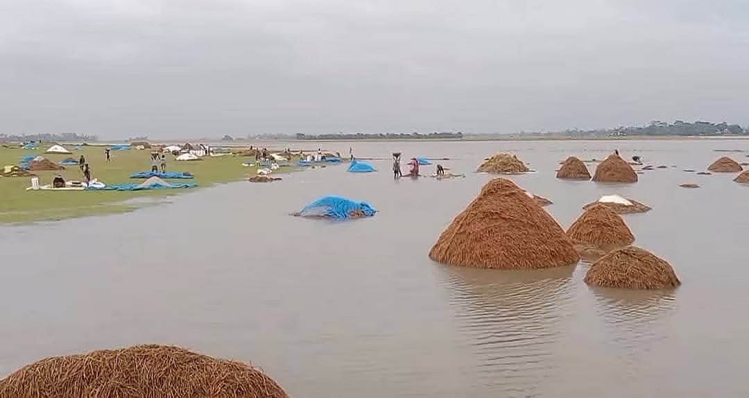 Paddy that had been harvested and laid out in yards for drying is being damaged by heavy rain and incoming floodwaters. A photo taken Tuesday morning in Ahsanpur of Hailir Haor in Jamalganj upazila shows such losses.